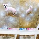 왈왈애견미용샵 이미지