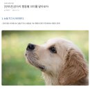 강아지 행동별 의미(意味)를 알아보자-例 주인 열굴을 핥는다면 무슨 뜻일까? 이미지