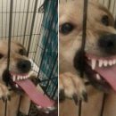 댕댕이냥냥 이미지