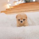 천안 강아지분양 고양이분양 파라다이스펫본점 이미지