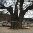 영풍 태장리 느티나무 이미지