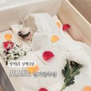 포포즈 반려동물 장례식장 경기광주점 | 몽이와의 이별, 위안이 되었던 포포즈 반려동물 장례식장 경기광주점