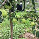 문성 농장 이미지