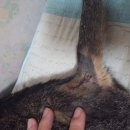 말바우동물병원