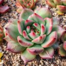 아도라블 이미지