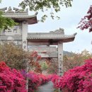 꽃사랑꽃구름 | 4시간 달려간 보람! 강진 남미륵사 서부해당화 꽃비와 철쭉 터널 실시간 후기