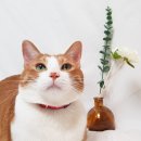 유어펫그루밍 | 고양이 디퓨저 인테리어용으로도 예쁜 유어스페이스
