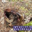 ＜정충화의 식물이야기＞ 유튜브 동영상 - 한국앉은부채 이미지