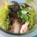 책상 위의 작은 정원, 테라리움 만들기 이미지