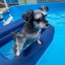 애견동반 멍멍아노올자 이미지