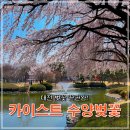 카이스트 정문 | [대전 벚꽃 명소] 카이스트 수양벚꽃｜오리연못, 주차, 포토스팟, 개화