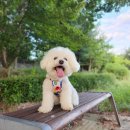 클러스터라운드 | 클러스터 라운드 (CRR) 강아지 쿨티 내돈내산 후기