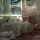 애나동물병원 이미지