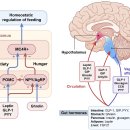 Re: 위고비, 오젬픽, 라이벨러스 비만치료 Glp-1 receptor agonist의 모든 것!! 2024 이미지