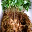 고흥삼계탕 이미지