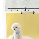 싹Dog | 부평 애견미용 : 꽃보다Dog ♩ 비숑 미용 강아지미용