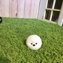 비숑이즈 이미지