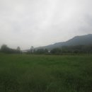영오리