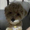 패밀리앤퍼피 이미지