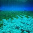 세계에서 가장 투명한 호수...뉴질랜드 로토루아 `블루 레이크(Blue Lake)` 이미지