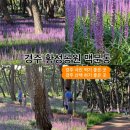 황성공원 실내체육관 | [경주]🔴황성공원 맥문동🔴경주시민운동장 실내체육관 야외물놀이장 황톳길 걷기 운동 산책 사진 찍기...