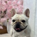 감자펫