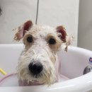 안나펫살롱 이미지