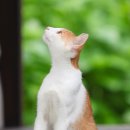 꿈꾸는고양이 이미지