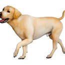 도곡동행동물병원 이미지