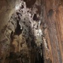 겨우리애견 이미지