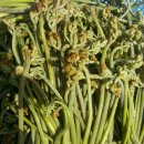 고사리민박 이미지