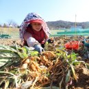국립원예특작과학원 인삼특작부