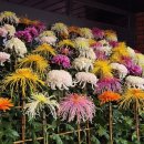 자연과식물원예연구소 | [이선의 인물과 식물 64] 신경준과 국화 (2025.11.24.)