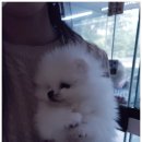 더케이펫 강아지분양 네이버블로그