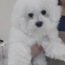LOVING PET 이미지