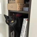 뽕뽕이약국 이미지