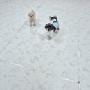 상주애견 이미지