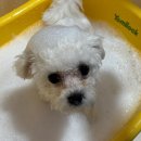 부산애견호텔 애견유치원 맘바이 부산북구점 이미지