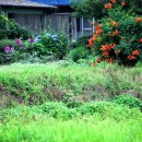 평화의 소리 이미지