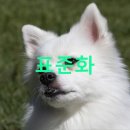 위풍댕댕 이미지