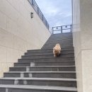 재방문한 가평 애견펜션 비비숑숑 복층 내돈내산 솔직후기