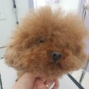 쥬니애견 이미지