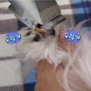 한가람동물의료센터 이미지