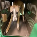 기장대로 이미지