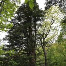 정선군 도사곡샘터 이미지