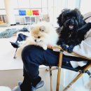 소중한 댕 이미지