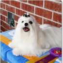 Blue dog club 이미지