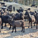 흑염소농장 이미지