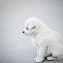 건강한펫 이미지