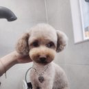 화려하개 이미지